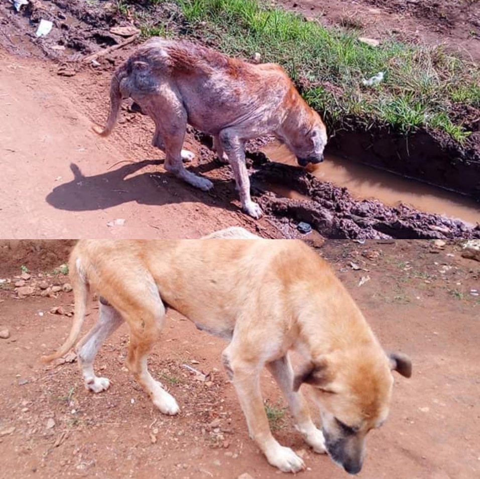 TICKY THE DOGS TREATMENT AND RECOVERY COVERED .